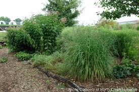 Image result for Panicum chionachne