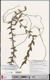 Image result for Solenangis