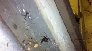 Unlike spiders they don't have segmented bodies. Download Spider Battles Redback Vs Daddy Longlegs In Hd Mp4 3gp Codedfilm