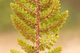 Image result for Mohria