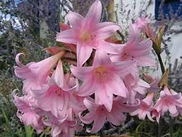 See more ideas about amaryllis, amaryllis flowers, beautiful flowers. Crinum Powellii Hakenlilie Gartenamaryllis 3 Stuck Gr 20 Plantenkontor De Tolle Knollen Direkt Vom Blumenzwiebelbauern