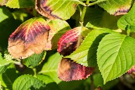 Image result for Cercospora hydrangea