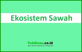Daftar isi  hide 1 pengertian rantai makanan di sawah. Ekosistem Sawah Pengertian Komponen Ciri Rantai Makanan Contoh