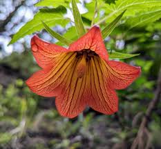 Image result for Canarina