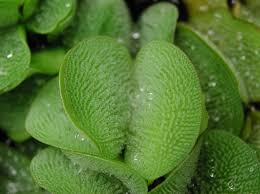 Image result for Salviniaceae