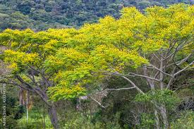 Image result for Schizolobium parahyba