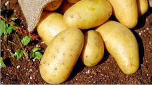 Potato Side Effects: આ લોકોએ બટાકા ન ખાવા જોઈએ, ઘણી સમસ્યાઓ થઈ શકે છે
