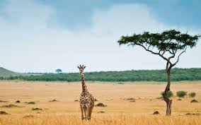 We did not find results for: Download Giraffe Wallpaper Bedrooms Wallpaper Getwalls Io
