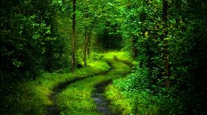 1920x1080 green forest wallpaper images 6 hd wallpapers. Green Forest Deep Path Hd 3d Wallpaper Alternate Reality