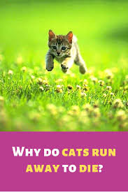 Discover the 11 most common reasons why your cat is running away from home and how to best deal with this situation! Why Do Cats Disappear When They Are About To Die Cats Cat Run Cat Parenting