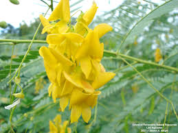 Image result for Sesbania brevipedunculata