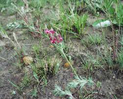 Image result for Indigofera hilaris