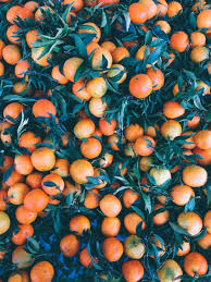 Travel Notes Italy Golubka Orange Aesthetic Plants Fruit