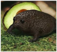 Avocado Frog Frog And Toad Frog Cute Animals