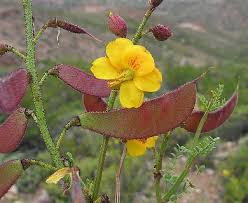 Image result for Erythrostemon