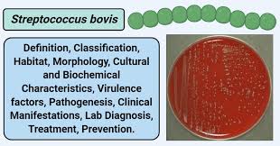 Image result for Group D Streptococcus