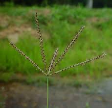 Image result for Cynodon