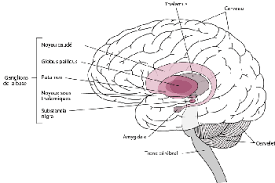 Also known as paralysis agitans) is a pr. Maladie De Parkinson Troubles Neurologiques Edition Professionnelle Du Manuel Msd