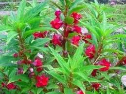 Bunga pacar air (impatiens balsamina l.) dan bunga gemitir (tagates erecta l.) merupakan tanaman. 5 Cara Menanam Bunga Pacar Air Di Perkarangan Rumah Ilmubudidaya Com