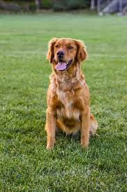 Our kennel is located in southern california, in the beautiful central ventura county. Benjamin Irving Golden Retrievers Golden Retrievers La California