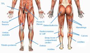 Calcaneum (by achilles tendon) raises heal when leg is straight. Muscle Clare Bear