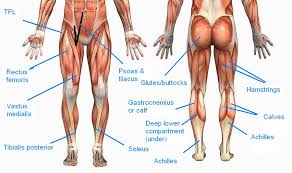 Muscles lower body flashcards on tinycards. 3 Solutions To Skinny Legs And How To Build More Muscle