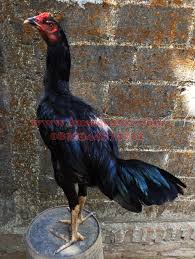 Ayam philipin / dewazakha > ‎jual beli ayam philipin luwu timur. Ayam Ninja Cross Philma
