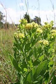 Image result for Pearsonia