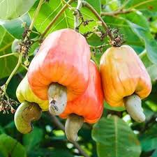 Find images of cashew fruit. Trothic Gardens Rare Grafted Cashew Apple Kaju Fruit 1 Healthy Live Plant Seed Price In India Buy Trothic Gardens Rare Grafted Cashew Apple Kaju Fruit 1 Healthy Live Plant Seed Online