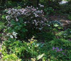 It is important in good garden design to create a sense of enclosure. Woodland Garden Design How To Plant A Woodland Garden
