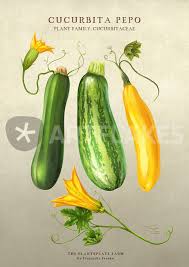 Cylindrica), but also contains several notable winter squashes including pumpkin (var. Cucurbita Pepo Drawing Art Prints And Posters By Franziska Franke Artflakes Com