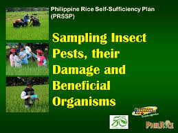 Insect is also very damaging pests of corn; Sampling Insect Pests Their Damage And Beneficial Organisms Ppt Video Online Download