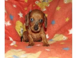 We collected up to 34 ads from hundreds of classified sites for you! 56 Puppies Ideas Puppies Puppies For Sale Dogs