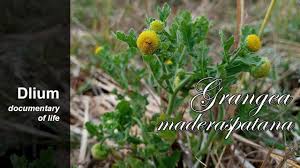 Image result for Grangea maderaspatana