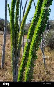 Image result for Alluaudia procera