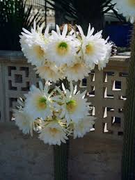 How fast do cactus grow? Echinopsis Spachiana Golden Torch World Of Succulents
