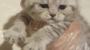 Minik Sirin Bir Scottish Fold Silver Shaded Ns 11 33 Kedi Yavrusu Youtube