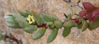 Image result for Chenolea diffusa