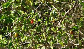 Image result for Lecaniodiscus fraxinifolius