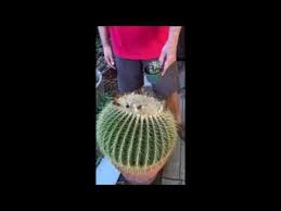 Easy steps on how to propagate a cactus. How To Transplant Large Cactus 02 2021