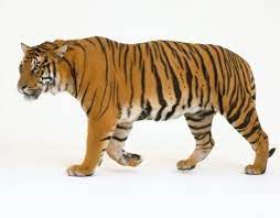Bengal Tiger Panthera Tigris Tigris Walking Side View Tiger Photography Bengal Tiger Tiger Walking