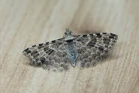 Image result for Rhynchosia alluaudii