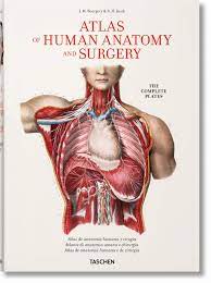 We did not find results for: Bourgery Atlas De Anatomia Humana Y Cirugia Minor Jean Marie Le Sick Henri Amazon De Bucher