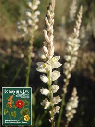 Image result for Polygalaceae