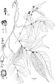 Image result for Droguetia iners