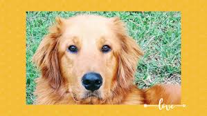 Golden Rescue South Florida Home Facebook
