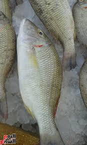 انواع سمك الشعور بالصور