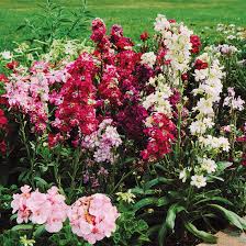 All photos are free from copyright take a look at our beautiful free stock photos of flowers. Stock Better Homes Gardens