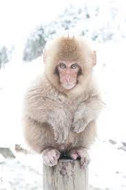 Snow Monkey In 2021 Snow Monkey Monkey Photography Cute Animals