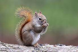 Cute Little Red Squirrel An American Red Squirrel Tamiasciurus Hudsonicus Eat Affiliate American Red Sq Red Squirrel Squirrel American Red Squirrel